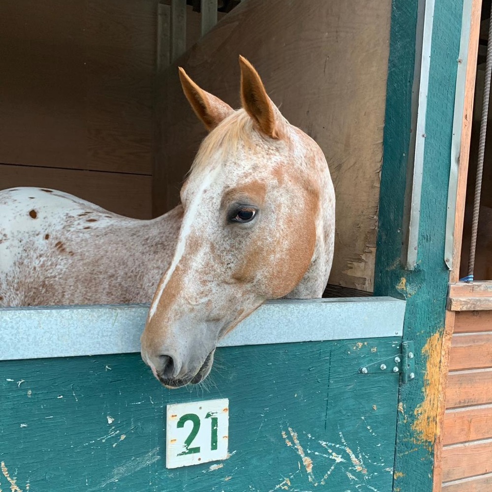 Meet your Posher, Sydney